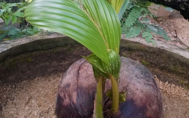 Chuyện lạ: Hai cây dừa cùng mọc lên từ một quả khô