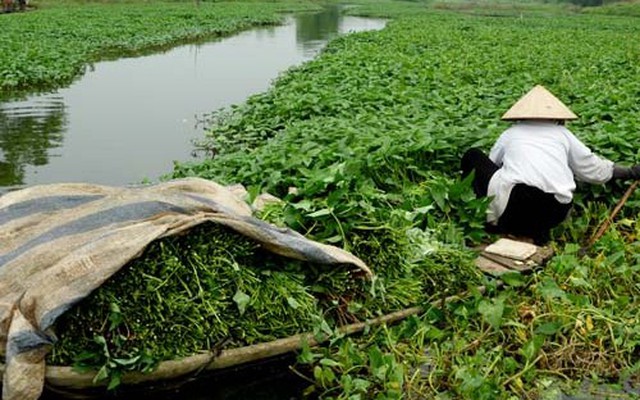 Kinh hãi rau muống tưới bằng xác động vật bán ở Hà Nội