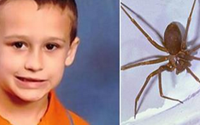 Xót xa bé trai 5 tuổi thiệt mạng vì bị nhện cắn tại nhà