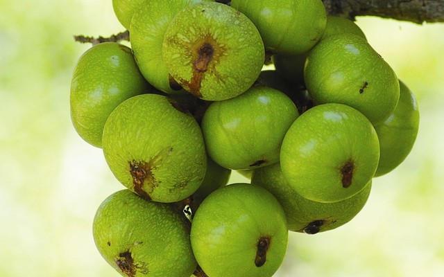 Bài thuốc thần kỳ từ trái sung đánh tan sỏi mật