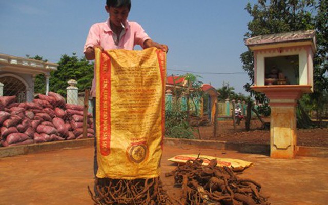 Thương lái Trung Quốc thu mua rễ tiêu sống để làm gì?