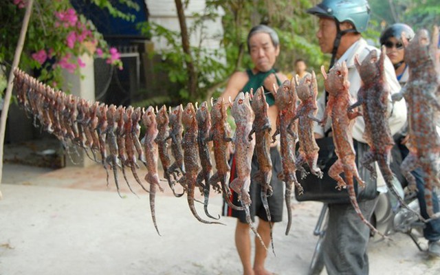 Cận cảnh chợ bán côn trùng cực độc ở Việt Nam