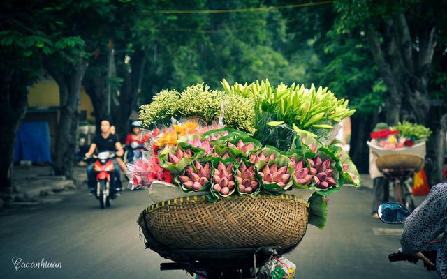Đưa hoa sen đi khắp Hà thành