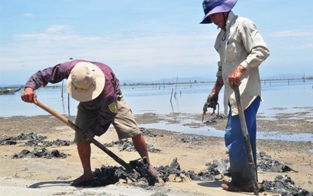 Bí ẩn thương lái Trung Quốc ồ ạt thu mua giun biển