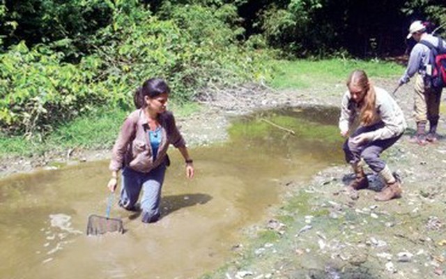 Săn tìm... "hậu duệ khủng long" thời tiền sử