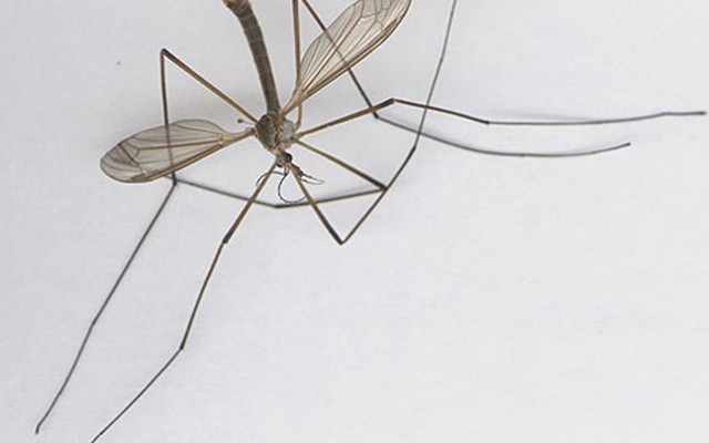 Muỗi khổng lồ ở Quảng Bình là loài ruồi 'si tình'?