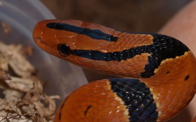 Loài rắn đỏ rực rỡ, quyến rũ xuất hiện tại Việt Nam