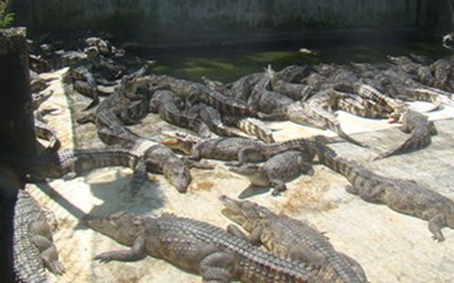 Đồng Nai: Về nơi nhà nhà nuôi cá sấu như... nuôi lợn