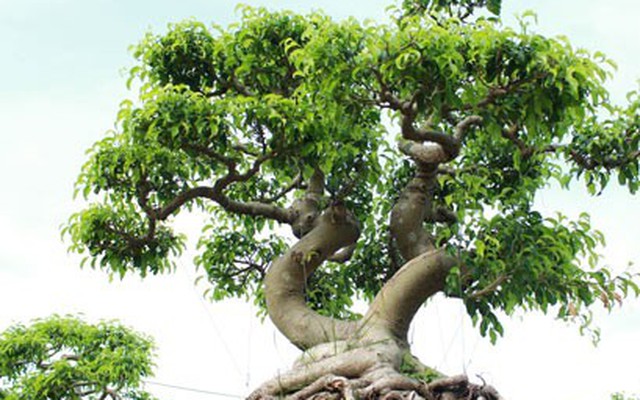 Chiêm ngưỡng vườn cây ‘để đời’ của Trung tướng về hưu