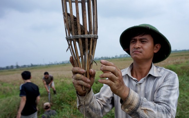 Cảnh trai tráng Thủ đô săn chuột nhậu cuối tuần