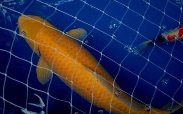 Ngắm cá Koi giá "khủng" hơn 300 triệu đồng một con