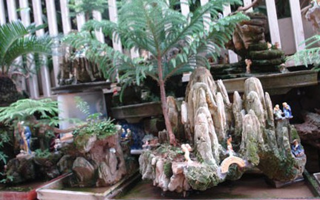 Ngõ phố bonsai độc nhất Hà Thành