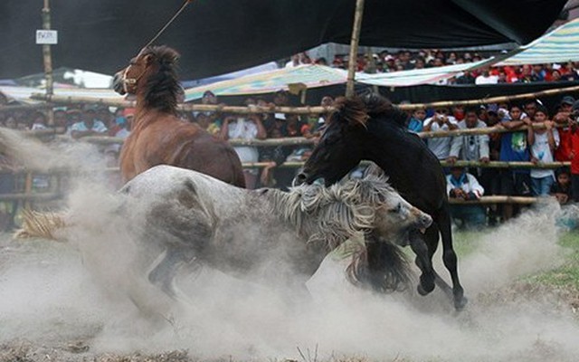 Kinh hoàng với cuộc thi đấu ngựa đẫm máu tại Philippines