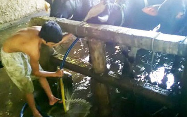 Kinh hãi bơm nước tăng trọng cho bò