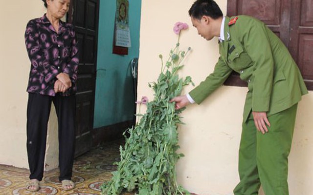 Trồng 24 cây thuốc phiện trong nhà để chữa...đau lưng