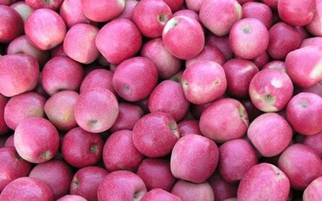 Gần 60% táo trên thị trường có nguồn gốc TQ, dân lo nhiễm độc