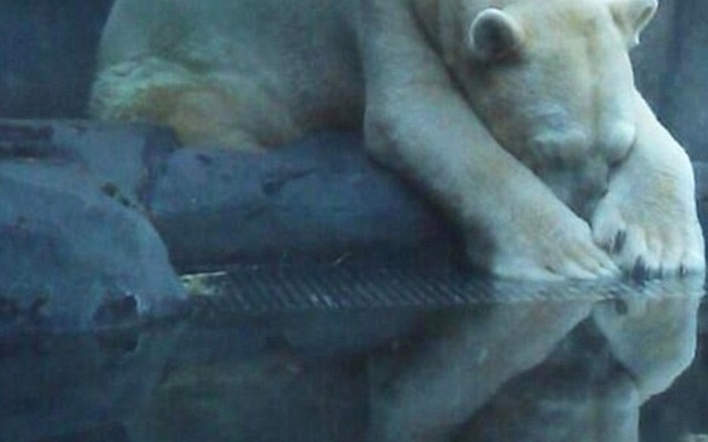 Cuộc sống của chú gấu trắng Bắc Cực "bất hạnh nhất thế giới"