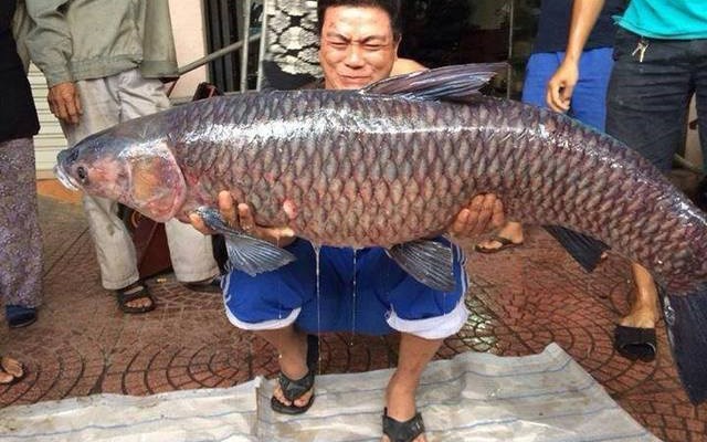 Câu được cá trắm "khủng", nặng 24,5kg ở hồ sông Giá