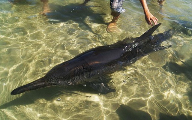 Phát hiện cá heo mỏ kìm nặng khoảng 60kg trôi dạt vào bờ