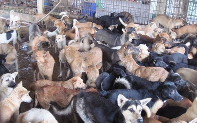 Về làng buôn chó lớn nhất xứ Thanh