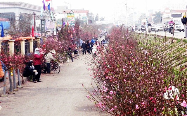 Tràn ngập hoa đào đón Tết tại chợ Tây Hồ