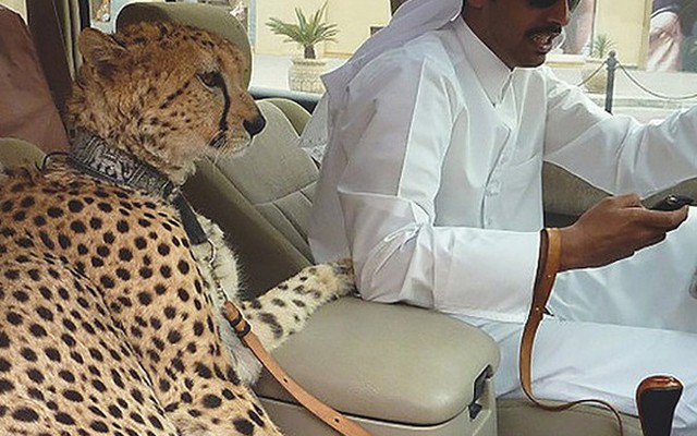Thiếu gia Dubai: Dắt hổ đi dạo, cưỡi sư tử đi chơi