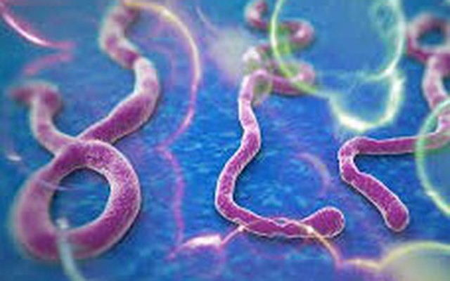 Phát hiện manh mối di truyền về sự bùng phát dịch Ebola