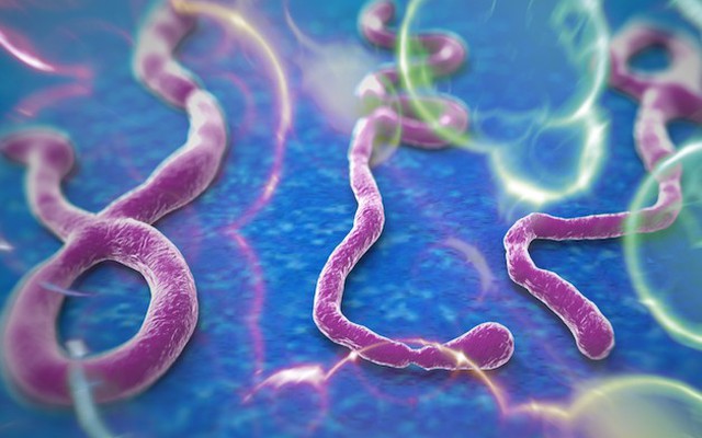 Tất cả những việc phải làm để phòng nhiễm virut Ebola