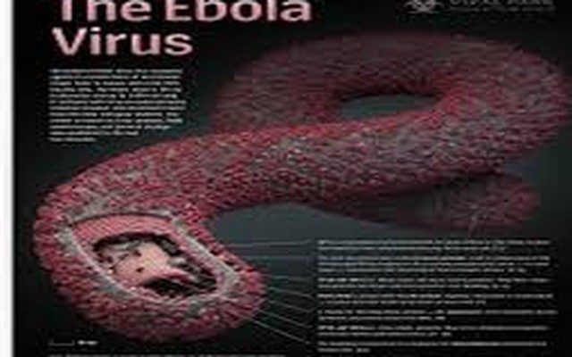 Bạn sẽ làm gì trước nguy cơ nhiễm dịch Ebola?