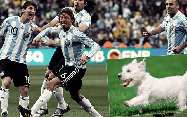 Clip vui: Sao bóng đá làm gì khi những chú cún ghé thăm SVĐ?