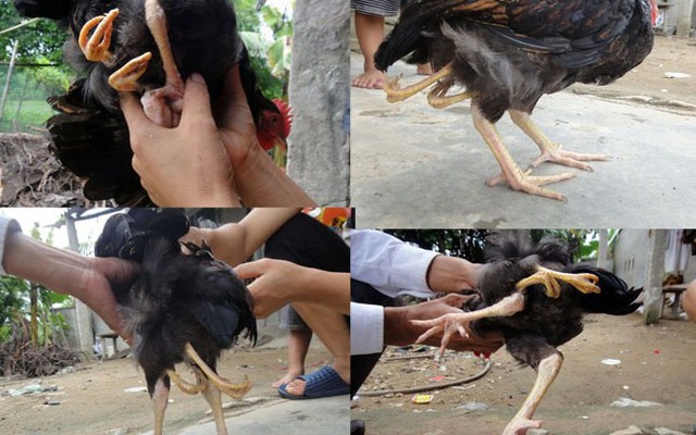 Hàng trăm người đổ xô đến xem gà có 4 chân ở Hà Tĩnh