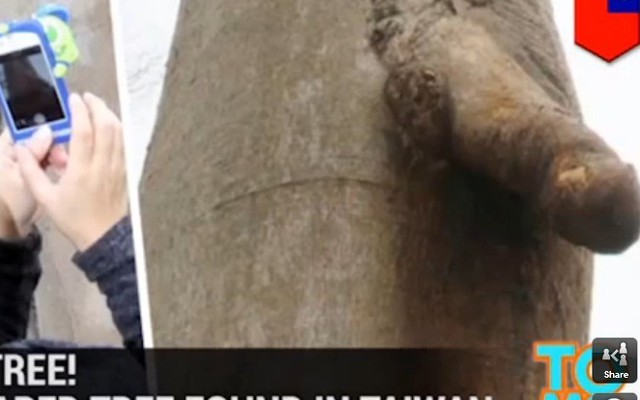 Video: Dân tình đổ xô đi chụp ảnh cây nhạy cảm