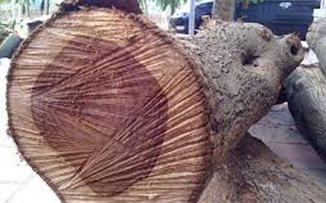 Chủ nhân của 2 cây gỗ sưa triệu đô trong vụ Minh “sâm” là ai?