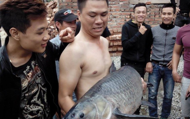 Sẽ không bán cá trắm đen "khủng" 24,5kg!