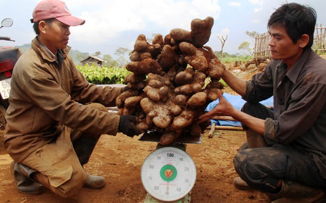 Đào trúng khoai mỡ 50kg, chia cả làng ăn... lấy hên!