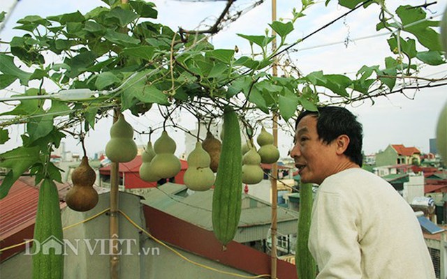 Ông chủ đất Hà thành với giàn “bầu tiên” lưng chừng trời giữa... sân thượng tầng 5