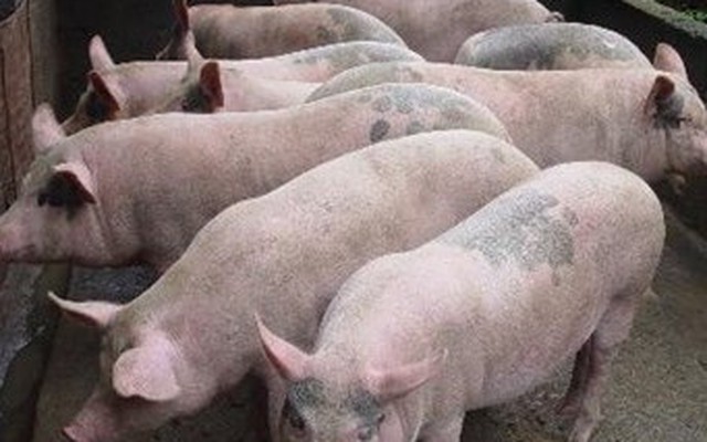 Có nguy hiểm khi ăn thit lợn bị tiêm thuốc an thần?