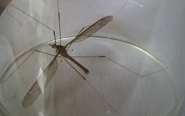 Phát hiện muỗi to như chuồn chuồn kim ở Quảng Bình