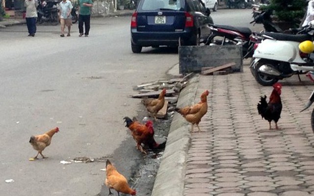 Chuyện lạ ở Hà Nội: Nuôi gà trên vỉa hè như thời bao cấp