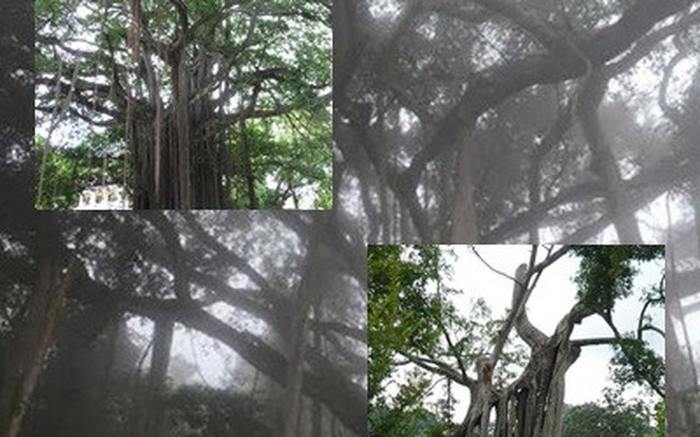 Chiêm ngưỡng những cây cổ thụ khổng lồ, già nhất Việt Nam