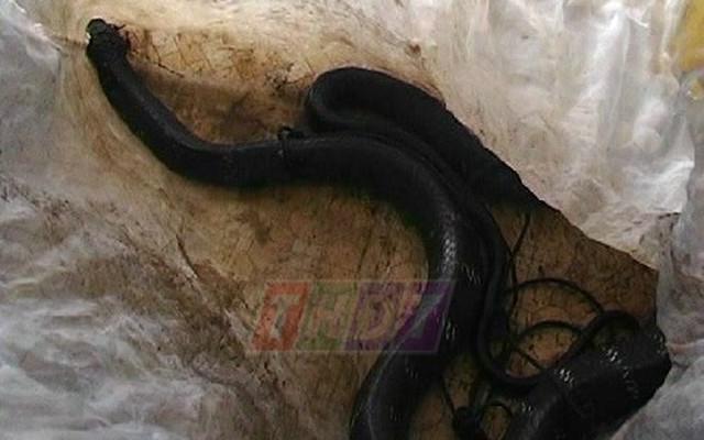 Cận cảnh những con rắn dài hàng mét được người dân phát hiện