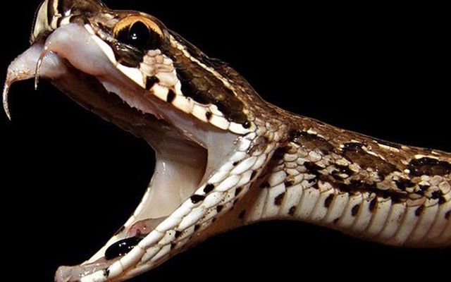 5 loài rắn cực độc ở Việt Nam ai cũng nên biết để tránh