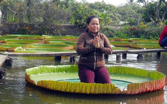 Chiêm ngưỡng hàng loạt cây "lạ" có một không hai ở Việt Nam