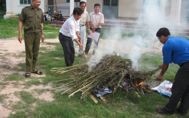 Phát hiện một gia đình trồng cần sa cao 2m trong vườn