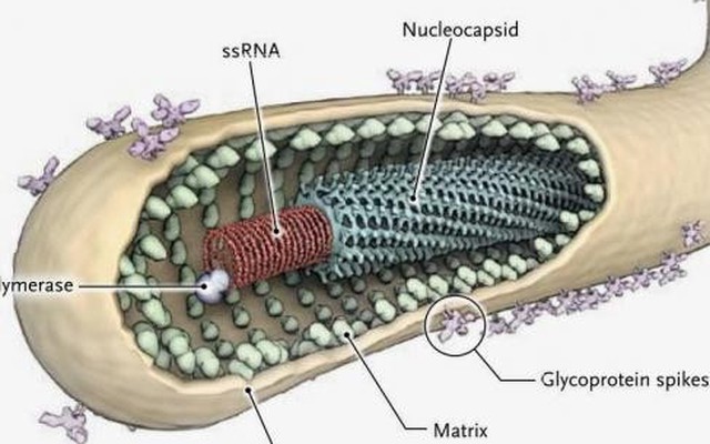 Châu Á đặc biệt dễ bị dịch Ebola vào dịp cuối năm