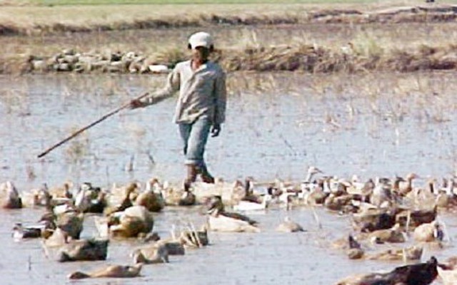 Bắt kẻ chuyên đi bán “vịt trời”