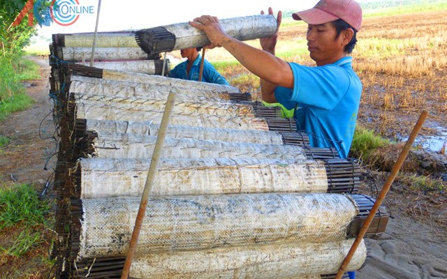 "Săn” lươn đồng xa