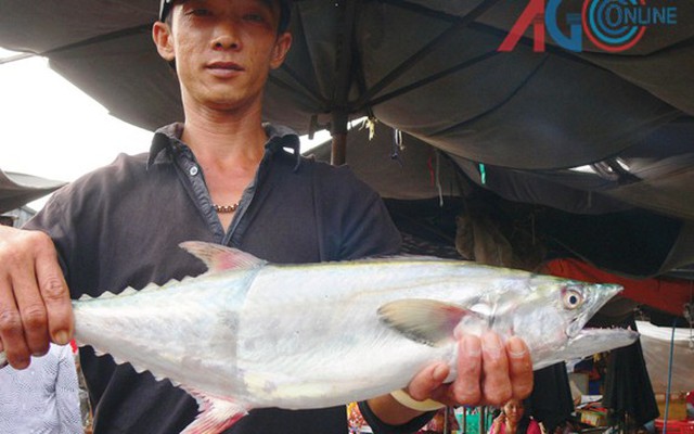 "Săn" cá thu nước ngọt