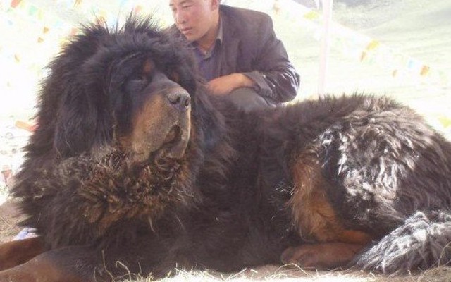 Chó ngao Tây Tạng cắn chết 37 con sói: Quá dũng mãnh!