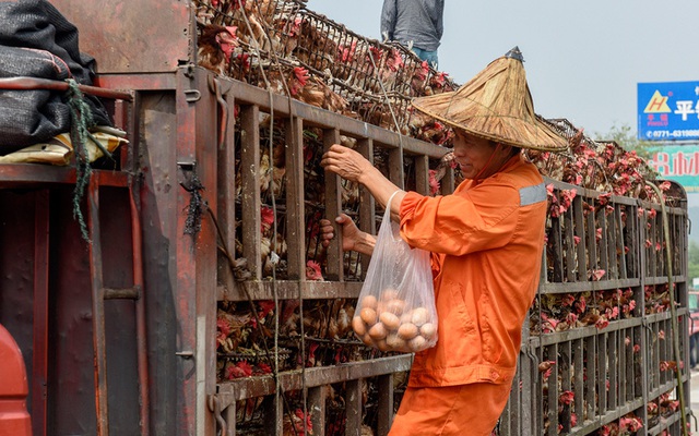 Công nhân vệ sinh tranh thủ... hôi trứng khi gà giải nhiệt